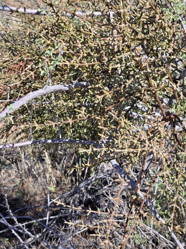 Phoradendron californicum, photograph 2