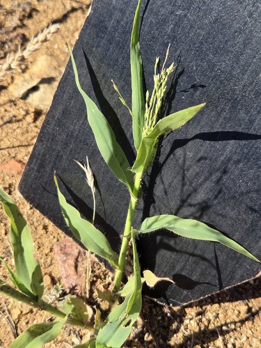 Mexican panicgrass