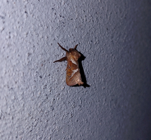 Orange Swift