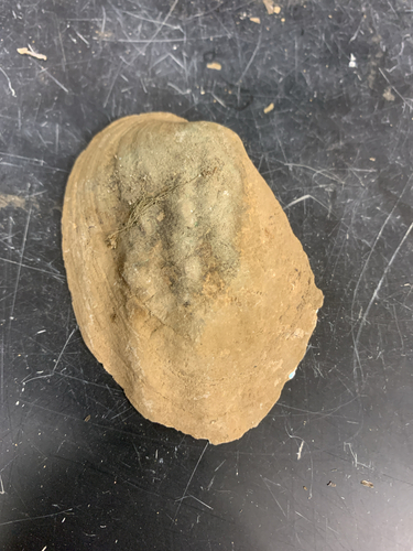 Three-ridge Mussel