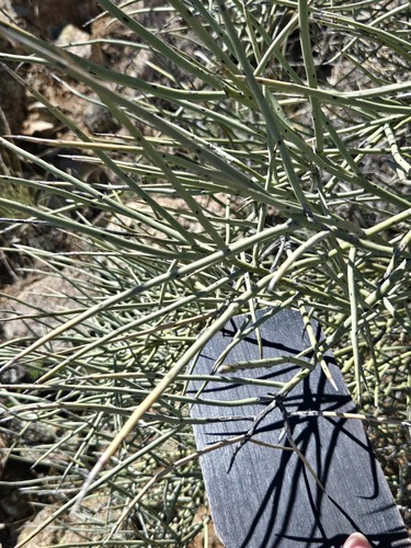 Canotia holacantha, photograph 2