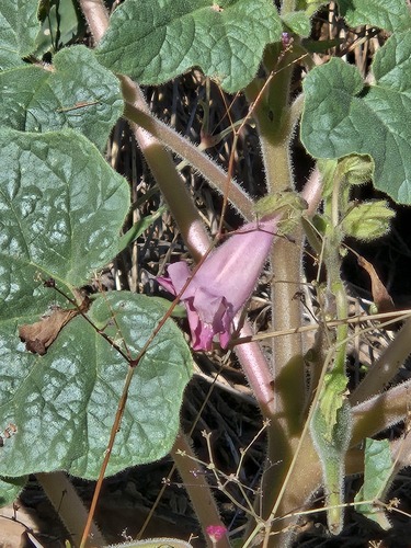 Proboscidea parviflora, photograph 3