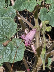 (c) Jo Roberts, some rights reserved (CC BY) Proboscidea parviflora, photograph (c) Jo Roberts, some rights reserved (CC BY)