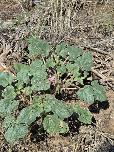 Proboscidea parviflora, photograph 4