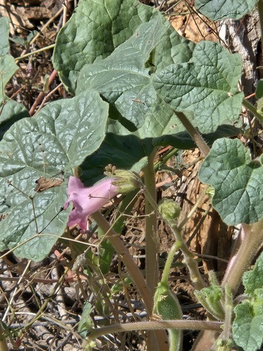 Proboscidea parviflora, photograph 5