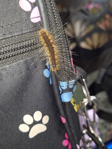 Fall Webworm Moth