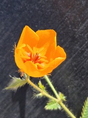 Kallstroemia grandiflora, photograph (c) Jo Roberts, some rights reserved (CC BY)