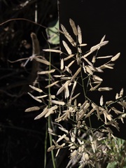 Eragrostis cilianensis