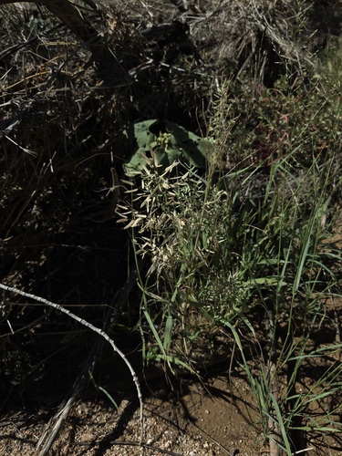 Eragrostis cilianensis, photograph 2
