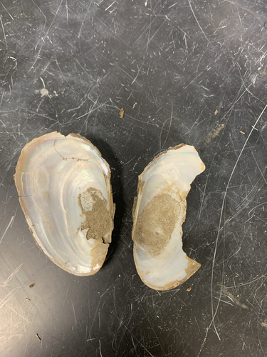 Fragile Papershell