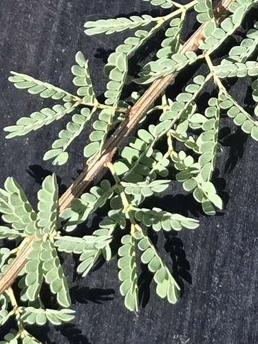 Senegalia greggii, photograph 4