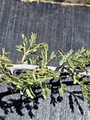 Senegalia greggii