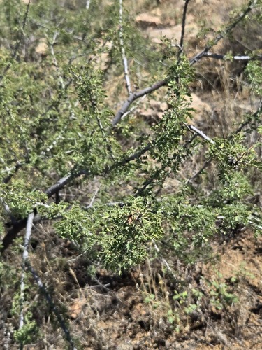 Senegalia greggii, photograph 2