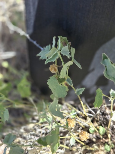 Abutilon parvulum