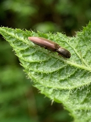 Agriotes ferrugineipennis