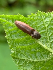 Agriotes ferrugineipennis