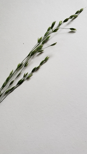 Poa palustris iNat (3)
