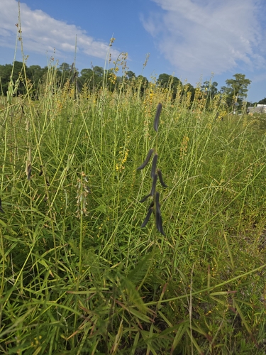 Crotalaria lanceolata, photograph 3