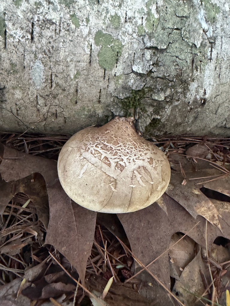 birch polypore · September 2026 · photo: Photo: (c) Eli Talhouk, some rights reserved (CC BY) · iNaturalist