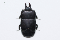 Hololepta aequalis