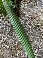 Trachycarpus fortunei
