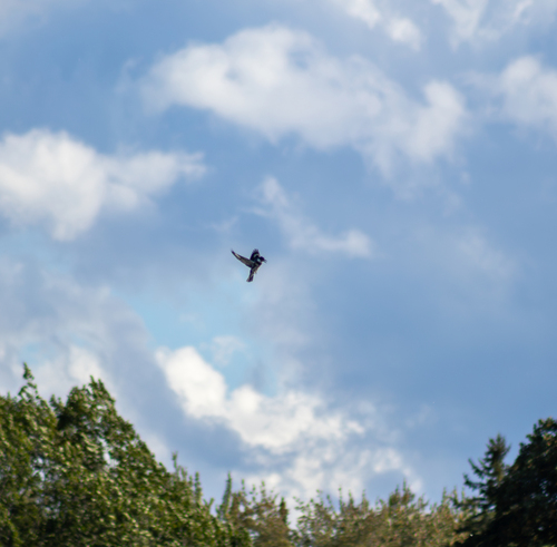 Belted Kingfisher