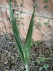Trachycarpus fortunei