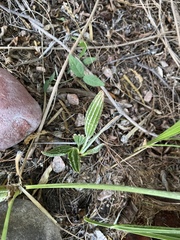 Trachycarpus fortunei