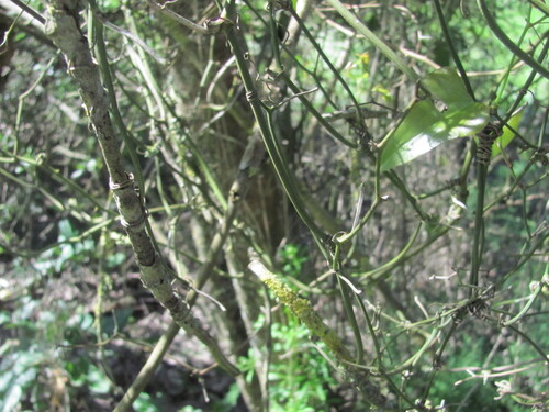 Smilax aspera, photograph 3
