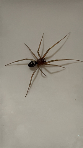 False Black Widow