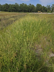 Crotalaria lanceolata, photograph author not stated, no rights reserved