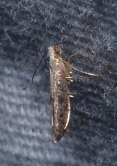 Argyresthia subreticulata