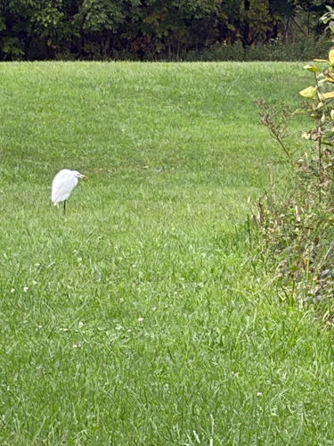 Great Egret