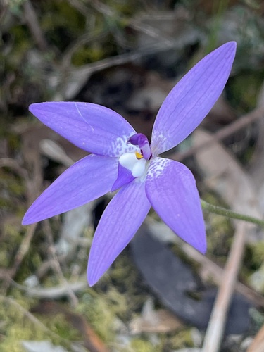 Waxlip Orchid