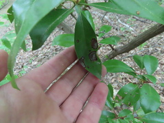 Diaporthe kalmiae