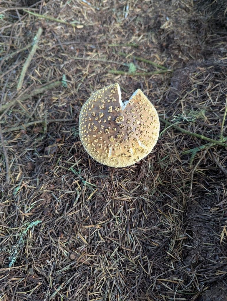 Western Yellow-veiled Amanita · September 2026 · photo: Photo: no rights reserved · iNaturalist