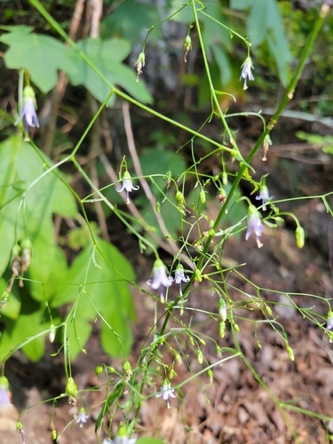 Southern Harebell