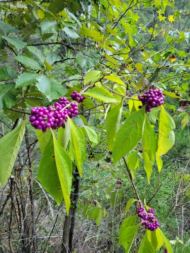 American beautyberry