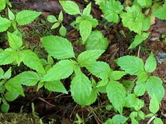 Impatiens parviflora