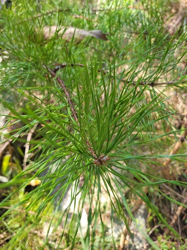 Virginia pine