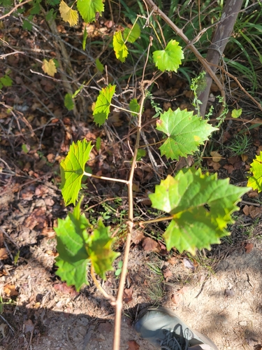 muscadine