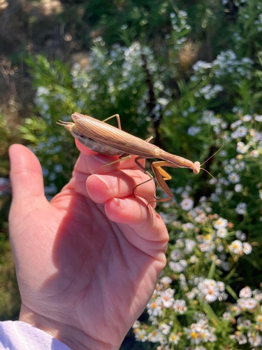 European Mantis