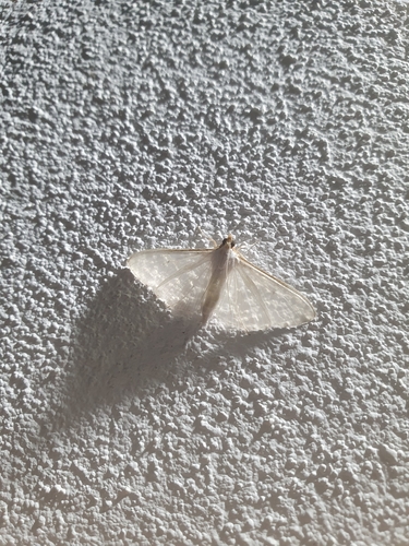 Jasmine Moth