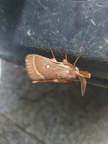 Grass Eggar