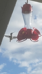 Selasphorus calliope