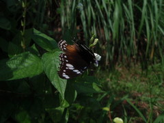 Hypolimnas bolina bolina