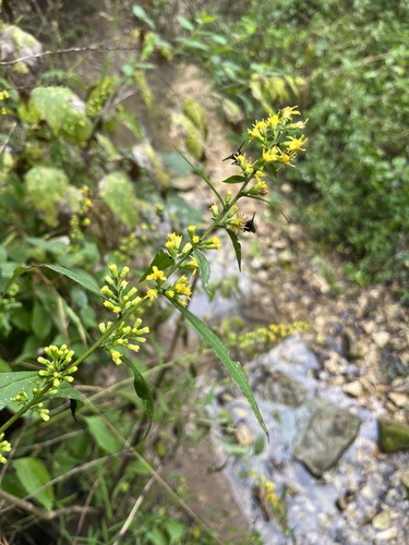 broad-leaved goldenrod