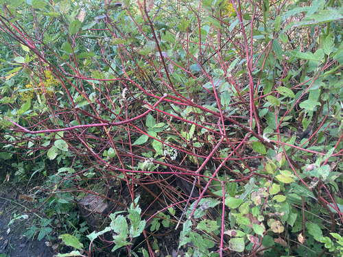 red osier dogwood