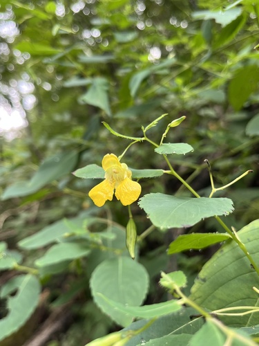 pale jewelweed