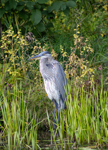 Great Blue Heron